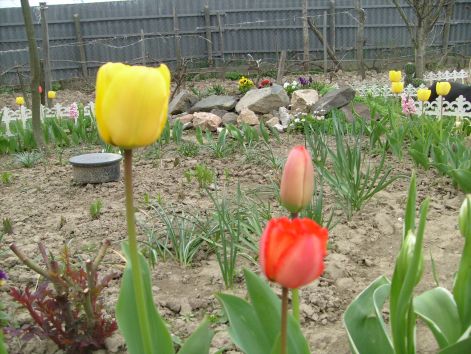 tulipanok.jpg