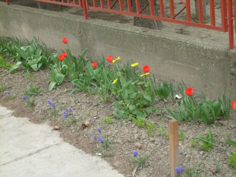utcai_tulipanok.jpg